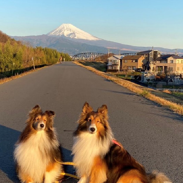 シェルティ姉妹と富士山